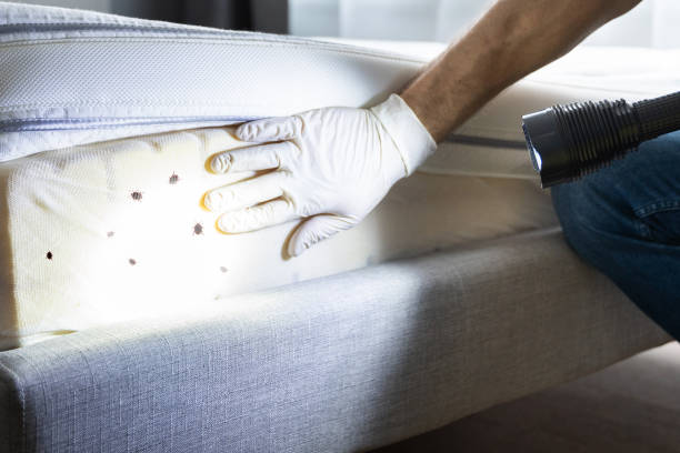 Reliable De Graff, OH Pest Control Solutions