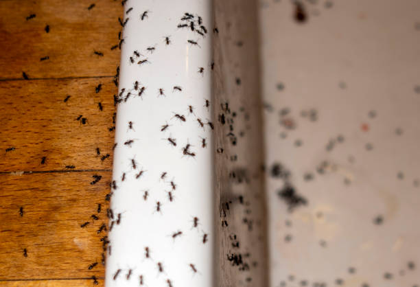 Best Wasp Removal Services  in De Graff, OH