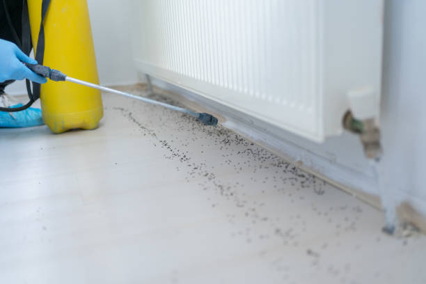 Best Termite Control Services  in De Graff, OH